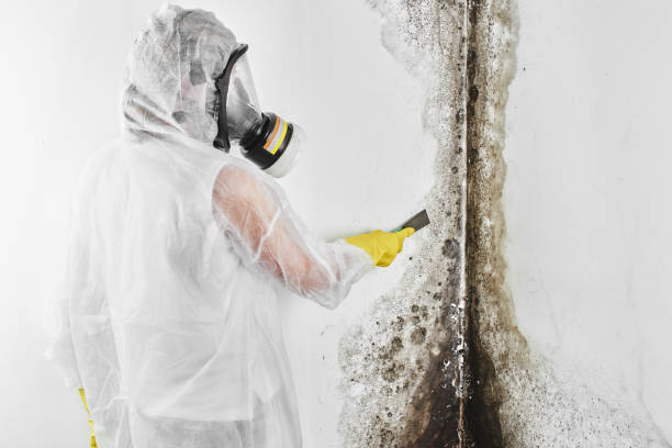 Best Mold Testing  in Maquoketa, IA