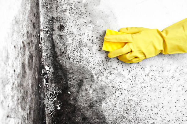 Best Professional Mold Removal  in Maquoketa, IA