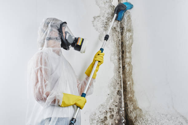 Best Attic Mold Removal  in Maquoketa, IA