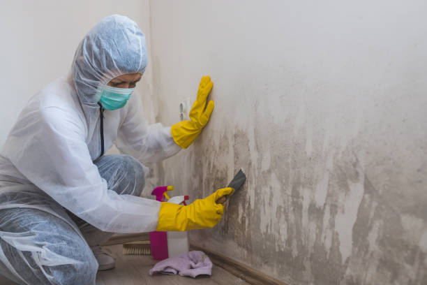 Best Toxic Mold Removal  in Maquoketa, IA