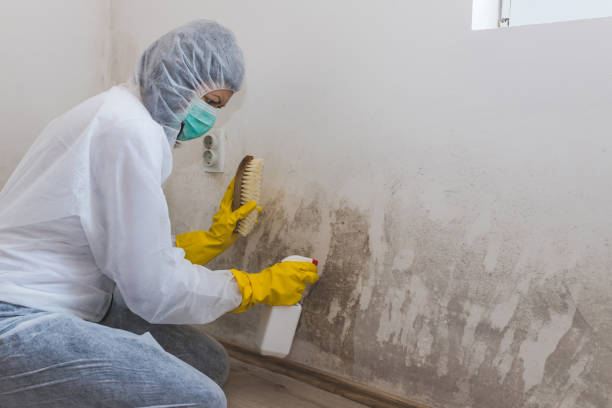 Office Mold Removal Services in Maquoketa, IA
