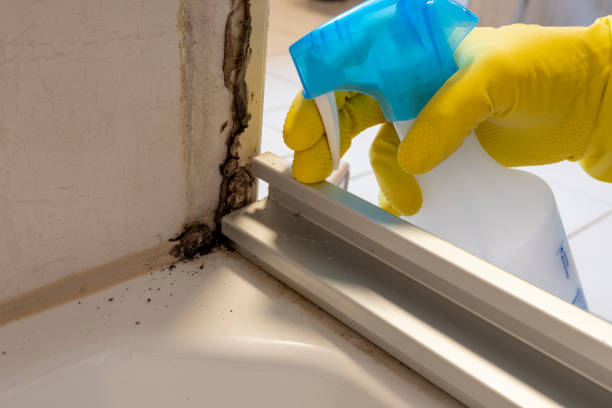 Best Mold Remediation Experts  in Maquoketa, IA
