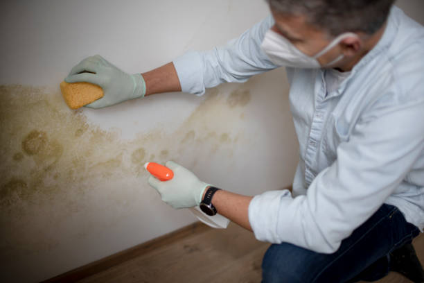 Best Mold Cleaning Services  in Maquoketa, IA