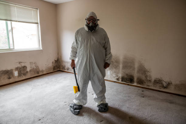 Best Mold Damage Repair  in Maquoketa, IA